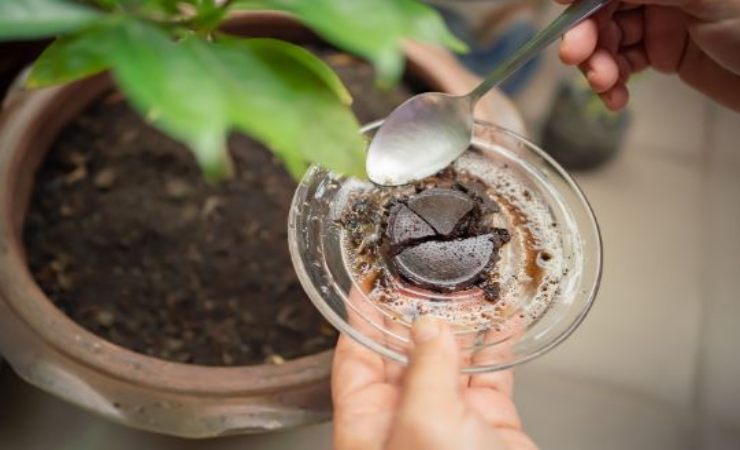 Cialde caffè idea riciclo per piante