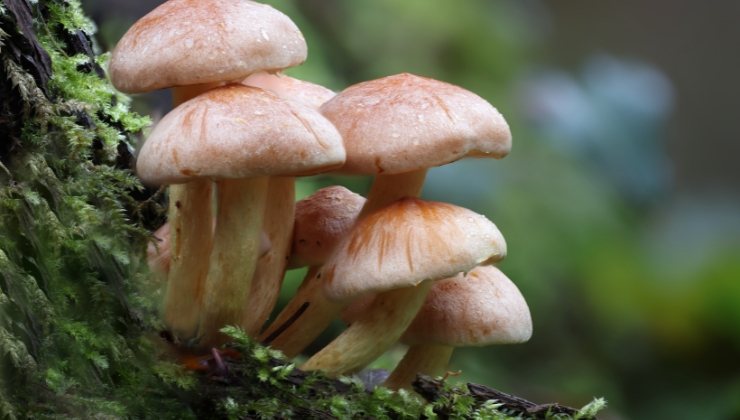 Funghi: le app da scaricare per andare in montagna e nei boschi