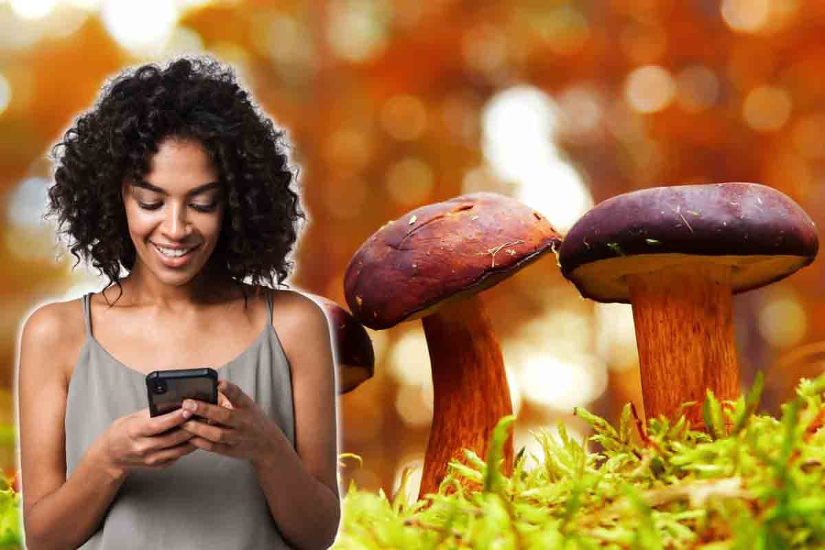Funghi: le app che non possono mancare sul nostro smartphone